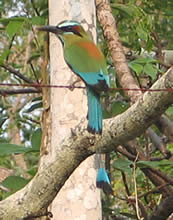 Turquoise-browed Motmot