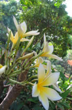 Sacuanjoche