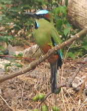 Turquoise-browed Motmot