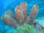 Scuba and Snorkeling