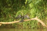 Birdwatching in Nicaragua