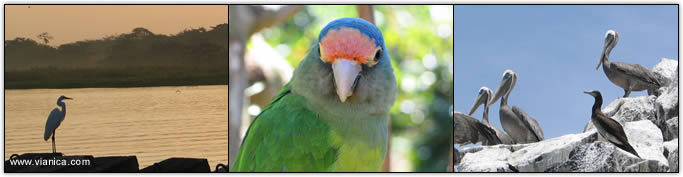 Birds