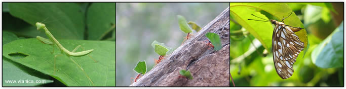 Insects