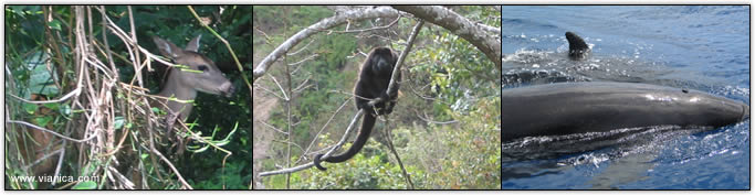 Mammals