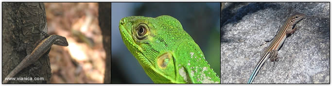 Reptiles