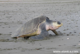 Olive Ridley Turtle
