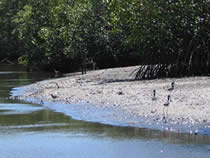 Isla Juan Venado