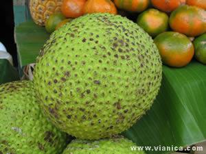 Breadfruit