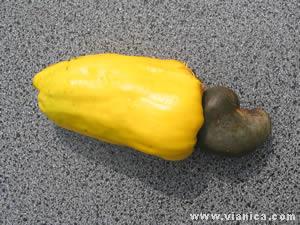 Cashew