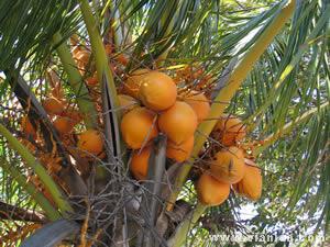 Coconut