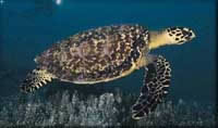 Hawksbill Turtle