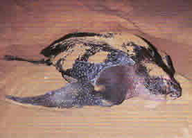 Leatherback Turtle
