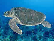 Loggerhead Turtle